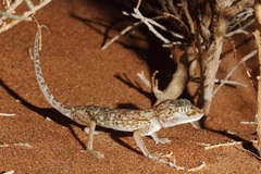 Stenodactylus doriae