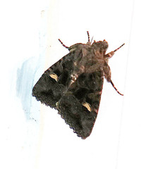 Euplexia