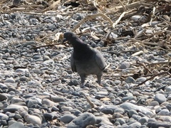 Columba livia domestica