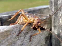 Hemideina ricta