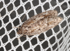 Acantholena siccella