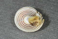 Calliostoma canaliculatum