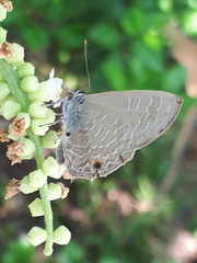 Anthene emolus goberus