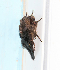 Euplexia