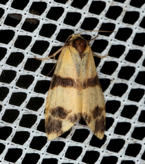 Thallarcha chrysochares