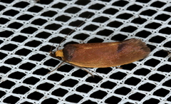 Delexocha ochrocausta