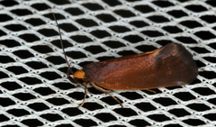 Delexocha ochrocausta