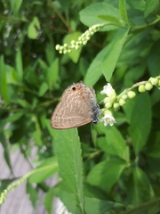 Anthene emolus goberus