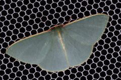 Chlorocoma assimilis