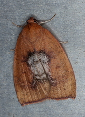 Detounda leptoplasta