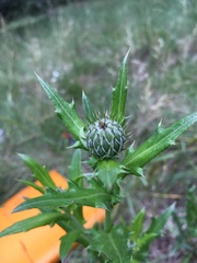 Cirsium wheeleri