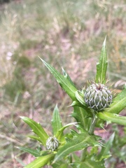 Cirsium wheeleri