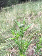 Cirsium wheeleri