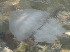 Rhizostoma pulmo