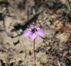 Drosera pauciflora
