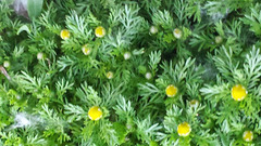 Matricaria discoidea