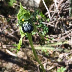 Bipinnula montana