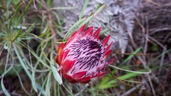 Protea pudens