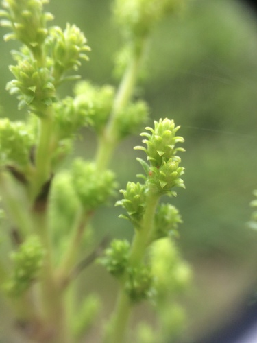 Solidago squarrosa, photograph 1