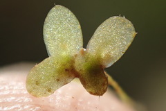 Lemna minuta