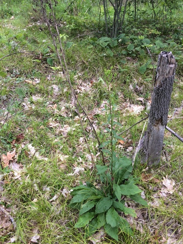 Solidago squarrosa, photograph 2