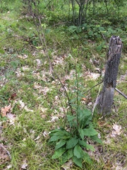 Solidago squarrosa, photograph Étienne Lacroix-Carignan, CC0, iNaturalist via GBIF