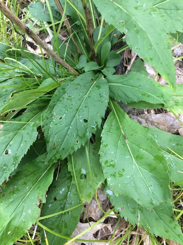 Solidago squarrosa, photograph 3