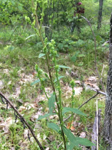 Solidago squarrosa, photograph 4
