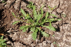 Rorippa curvisiliqua