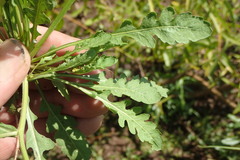Rorippa curvisiliqua