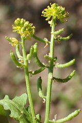 Rorippa curvisiliqua