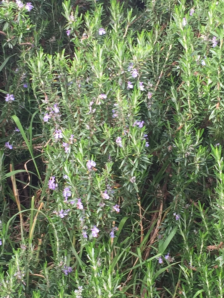 Close-up of rosemary foliage