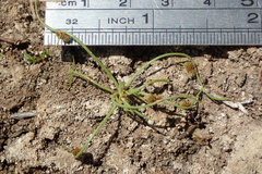 Cyperus subsquarrosus