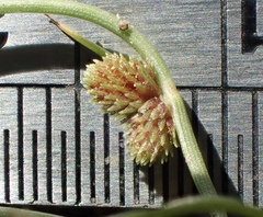 Cyperus subsquarrosus