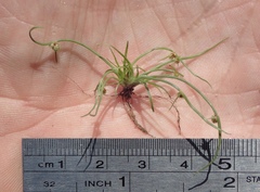 Cyperus subsquarrosus
