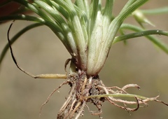Cyperus subsquarrosus