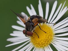 Elomya lateralis