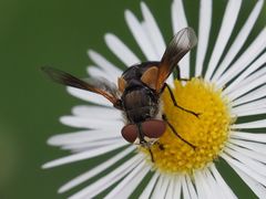 Elomya lateralis