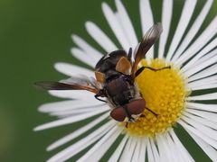 Elomya lateralis