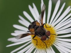 Elomya lateralis
