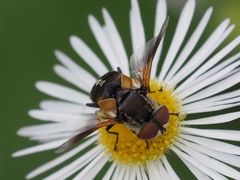 Elomya lateralis