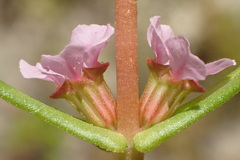 Ammannia robusta