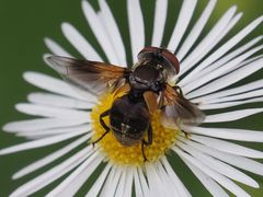 Elomya lateralis