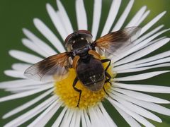Elomya lateralis