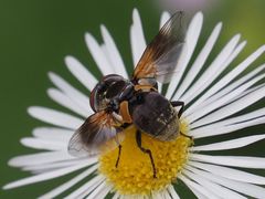 Elomya lateralis