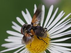 Elomya lateralis