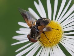 Elomya lateralis