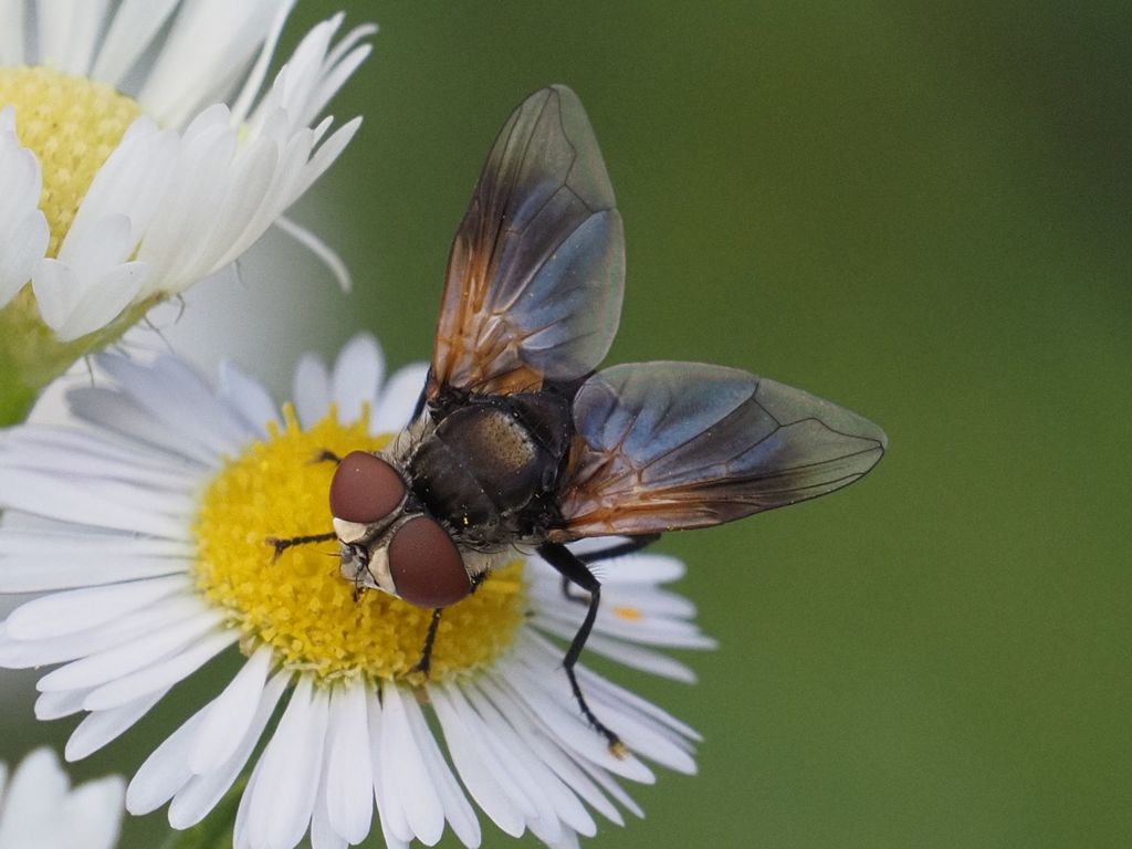Elomya lateralis