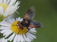 Elomya lateralis