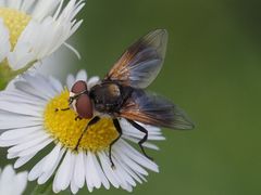 Elomya lateralis